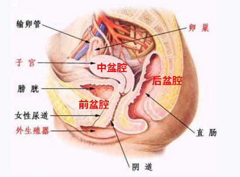產(chǎn)后盆底康復(fù)，要不要做？